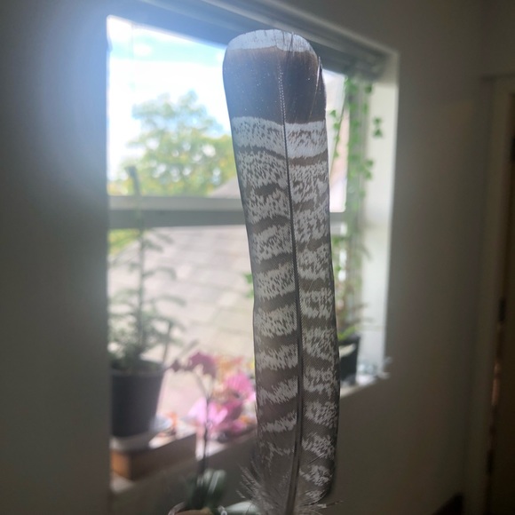 One Authentic Grouse feather - Picture 2 of 3